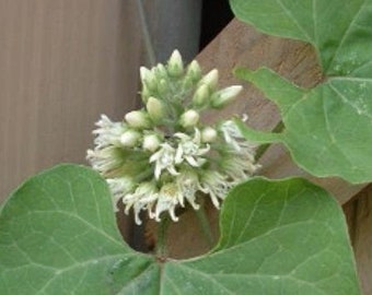 Cynanchum laeve | Honeyvine | Sandvine | Climbing Milkweed | 10 Seeds