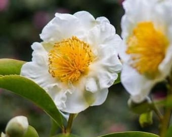 Gordonia tiantangensis |  Loblolly Bay | RARE | 5 Seeds