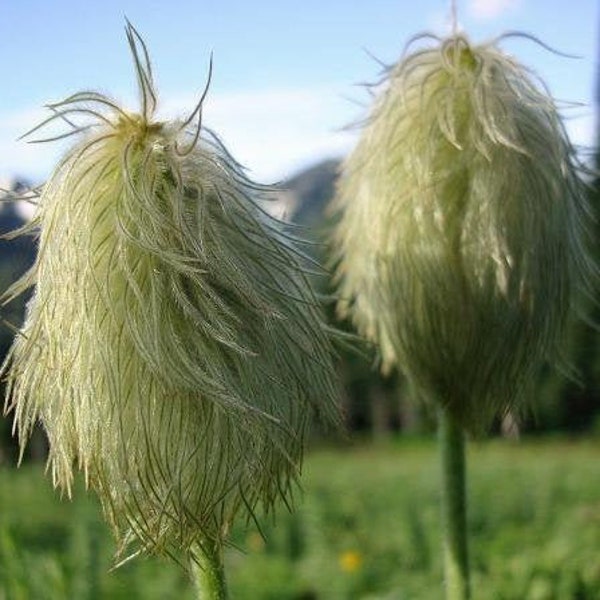 Anemone occidentalis | Western Anemone | White or Western Pasqueflower | 10 Seeds