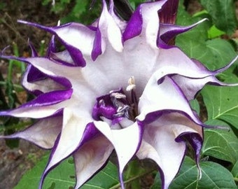 Datura metel | Double Purple | Horn of Plenty | 10 Seeds