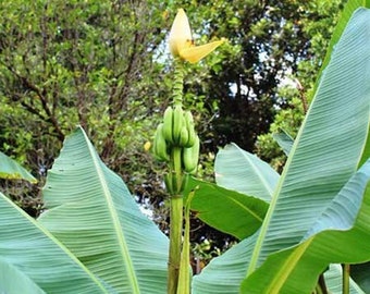 Musa thomsonii | Thomsons Banana | 20 Seeds