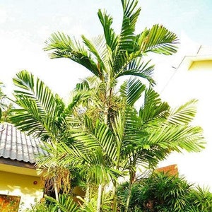 Ptychosperma elegans | Elegant or Solitaire Palm | 20 Seeds
