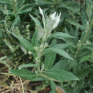 Artemisia douglasiana | California Mugwort | 50 Seeds