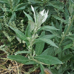 Artemisia douglasiana California Mugwort 50 Seeds image 1