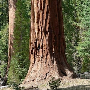Sequoiadendron giganteum | Giant Sequoia | 25 Seeds