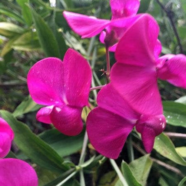 Lathyrus latifolia | Everlasting Pea | Perennial Sweet Pea | 10 Seeds