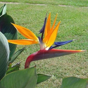 Strelitzia reginae | Bird of Paradise | Crane Flower | 10 Seeds