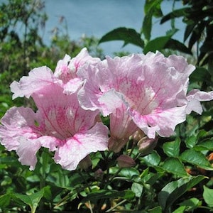 Podranea ricasoliana | Pink Trumpet Vine | Zimbabwe Creeper | 20 Seeds