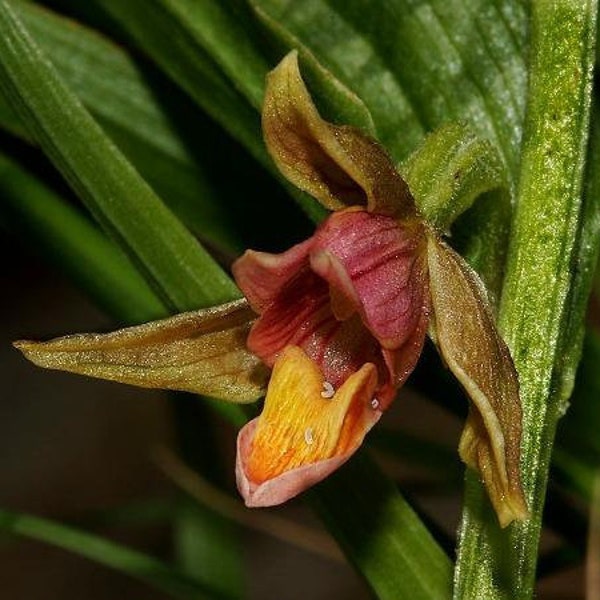 Epipactis gigantea | Giant Steam Orchid | Chatterbox | 100 Seeds