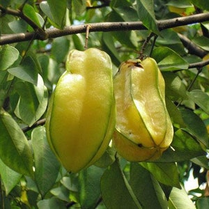 Averrhoa carambola | Star Fruit | Carambola | Five-Corner | 5 Seeds