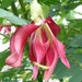 see more listings in the Perennials section