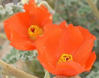Sphaeralcea ambigua | Desertglobe Mallow | Apricot or Orange Mallow | 100 Seeds