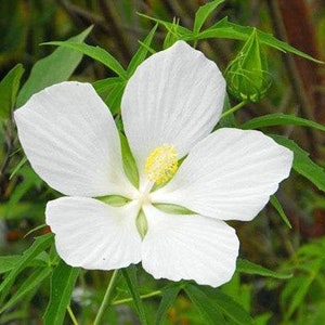 Hibiscus coccineus Alba | White Texas Star | 10 Seeds