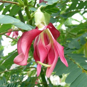 Sesbania grandiflora Baby Boots Vegetable Hummingbird 10 Seeds image 1