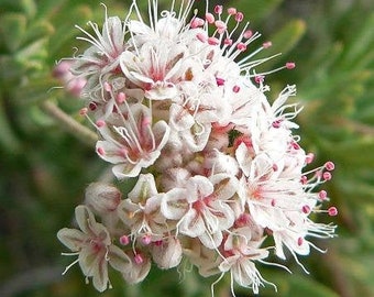 Eriogonum fasciculatum var. foliolosum | California Buckwheat | 100 Seeds