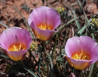 Calochortus nuttallii (Pink) | Nuttalls Mariposa | Sego Lily | 10 Seeds