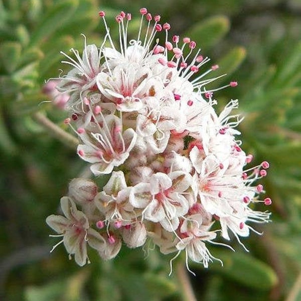 Eriogonum fasciculatum var. foliolosum | California Buckwheat | 100 Seeds