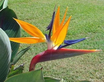 Strelitzia reginae | Bird of Paradise | Crane Flower | 10 Seeds