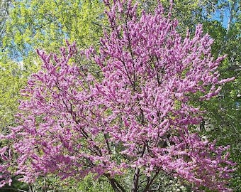 Cercis chinensis | Chinese Redbud | 5 Seeds