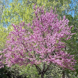 Cercis chinensis | Chinese Redbud | 5 Seeds