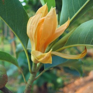 May include: A close-up of a blooming yellow flower with multiple petals, surrounded by large green leaves. The flower is in focus, with a blurred background of green foliage and trees. The stem of the flower is visible, along with a few green seed pods.