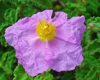 Cistus creticus | Rock Rose | Cretan Rockrose | Hoary Rock-Rose | 50 Seeds