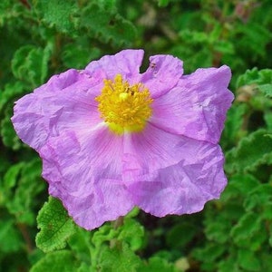 Cistus creticus Rock Rose Cretan Rockrose Hoary Rock-Rose 50 Seeds image 1