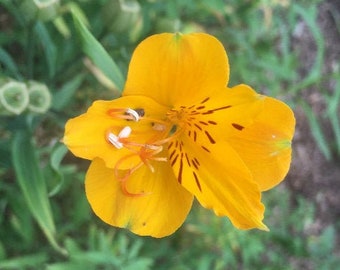 Alstromeria aurea | Sussex Gold | Yellow Parrot Lily | 10 Seeds