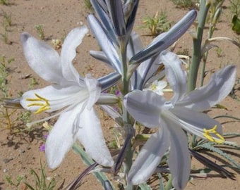 Hesperocallis undulata | Ajo Lily |  Ajo Silvestre | Desert Lily | 10 Seeds