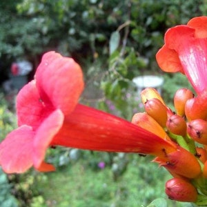 Campsis radicans Flamenco | Hummingbird Vine | Trumpet Creeper | 20 Seeds