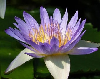 Nymphaea caerulea | Blue Lotus | Sacred Blue Lily of the Nile | 10 Seeds