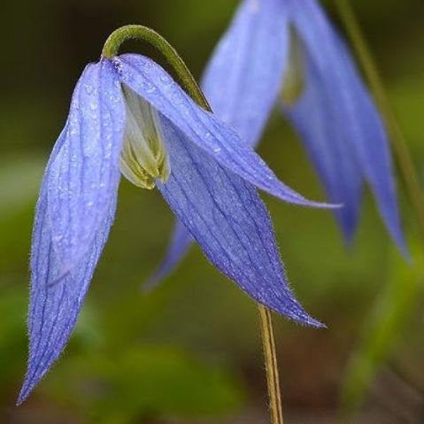 Clematis columbiana | Rock Clematis | Wild Clematis | 10 Seeds