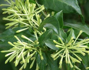 Cestrum nocturnum | Night Blooming Jasmine | Queen of the Night | 10 Seeds