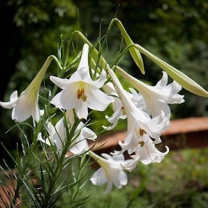 Lilium formosanum | Formosan Lily | Taiwanese Mountain Lily | 10 Seeds