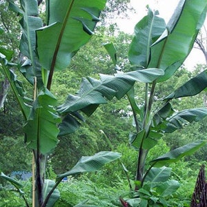Musa balbisiana Atia Black | Black Thai | 10 Seeds