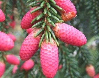 Picea orientalis | Oriental Spruce | Caucasian Spruce | 20 Seeds