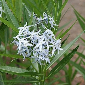 Amsonia illustris | Showy Blue Star | 30 Seeds