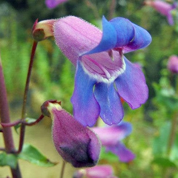 Penstemon spectabilis | Beard Tongue | Pride of the Mountain | 50 Seeds