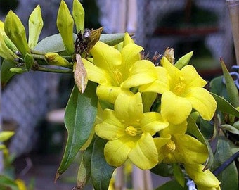 Gelsemium sempervirens | Carolina or Yellow Jasmine | 10 Seeds