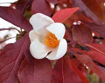 Frankilinia altamaha | Ben Franklin Tree | Franklin Tree | 10 Seeds