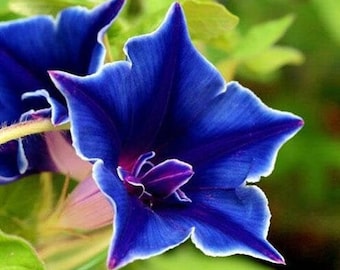 Ipomoea Nil | Blue Picotee | 5 Seeds