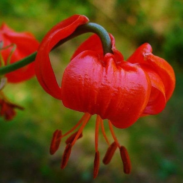 Lilium pumilum | Coral Lily | Low Lily | Siberian Lily | 10 Seeds