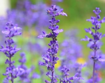 Salvia farinacea | Mealycup Sage | Mealy Sage | 20 Seeds