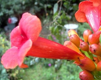 Campsis radicans Flamenco (Red)| Hummingbird Vine | Trumpet Creeper | 50 Seeds