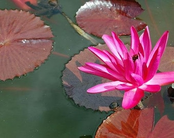 Nymphaea rubra | Red Cup | Red Flare | 10 Seeds