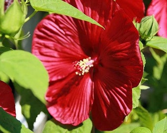 Hibiscus moscheutos | Luna Red | Hardy Hibiscus | 5 Seeds