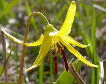 Erythronium grandiflorum Pursh | Yellow Avalanche or Glacier Lily | 10 Seeds