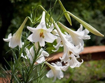 Lilium formosanum | Formosan Lily | Taiwanese Mountain Lily | 10 Seeds