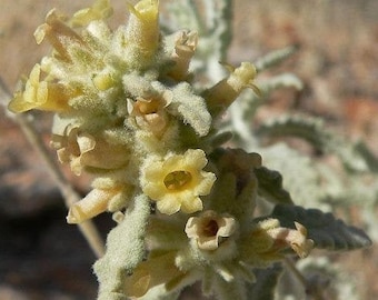 Buddleja utahensis | Panamint Butterfly Bush | 20 Seeds