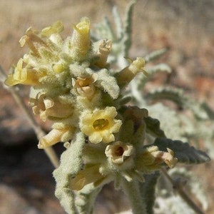 Buddleja utahensis | Panamint Butterfly Bush | 20 Seeds